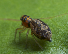 Salticidae