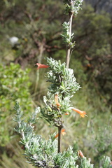 Clinopodium sericeum