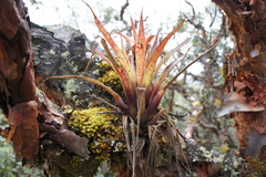 Tillandsia walteri