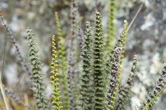 Cheilanthes pruinata
