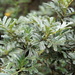 Polylepis sericea - Photo (c) danplant,  זכויות יוצרים חלקיות (CC BY-NC), הועלה על ידי danplant