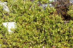Muehlenbeckia volcanica