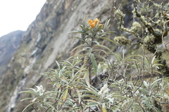 Buddleja incana