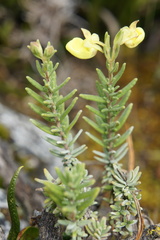 Calceolaria cajabambae