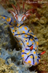 Hypselodoris kanga