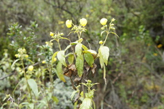 Calceolaria nivalis cerasifolia