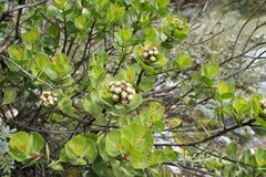Baccharis sinuata