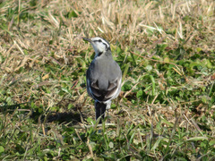 Motacilla alba lugens