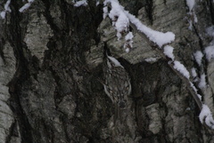 Certhia familiaris
