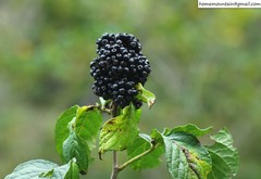 Eleutherococcus sessiliflorus