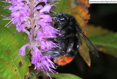 Bombus ignitus