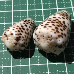 Conus pulicarius