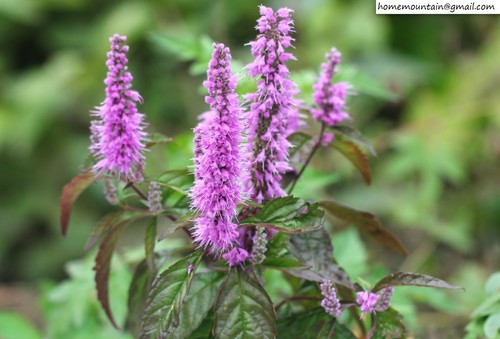 Mintbush (Elsholtzia stauntonii)
