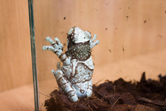 Trachycephalus resinifictrix