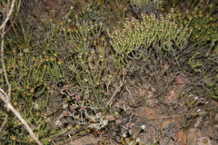 Disparago ericoides