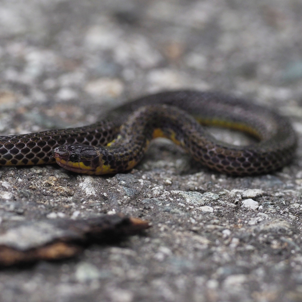 Muellers Reed Snake