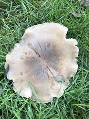 Clitocybe nebularis