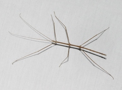 Pseudosermyle straminea