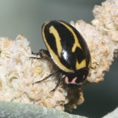 Micraspis furcifera