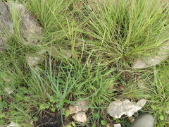 Andropogon distachyos