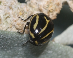 Micraspis furcifera