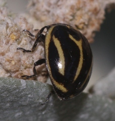 Micraspis furcifera