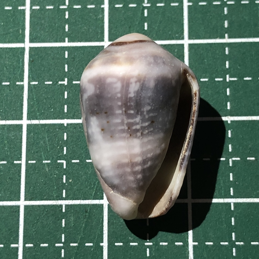 Coronated cone