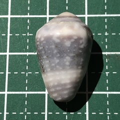Conus coronatus