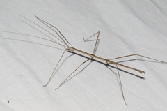 Pseudosermyle straminea