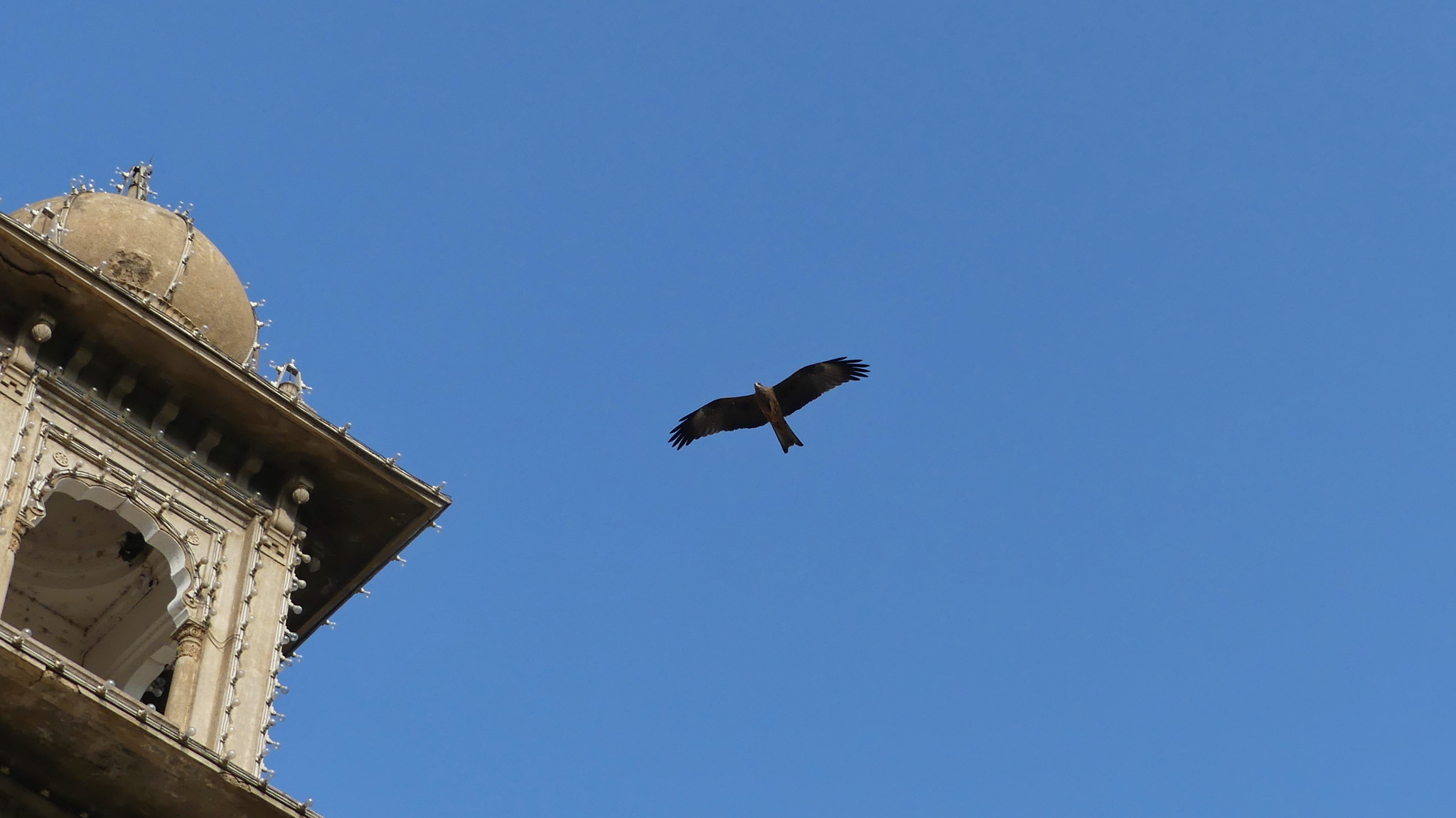Black Kite
