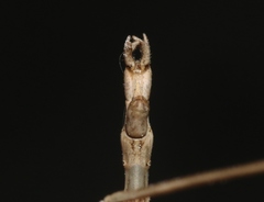 Pseudosermyle straminea