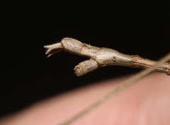 Pseudosermyle straminea
