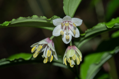 Disporum hainanense