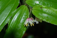 Disporum hainanense