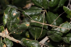 Pseudosermyle straminea