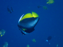 Heniochus singularius