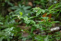 Disporum hainanense