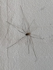 Amilenus aurantiacus