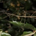 Pseudosermyle straminea - Photo 由 James Bailey 所上傳的 (c) James Bailey，保留部份權利CC BY-NC