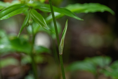 Disporum hainanense