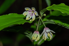 Disporum hainanense