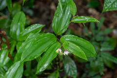 Disporum hainanense