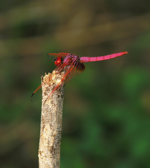 Trithemis aurora