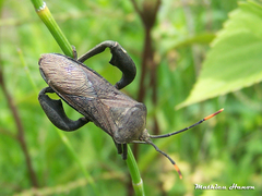 Anoplocnemis phasianus