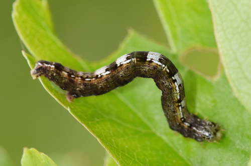 Early Moth