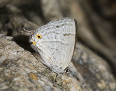 Shizuyaozephyrus ziha