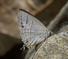 Shizuyaozephyrus ziha