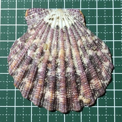 Gloripallium pallium image