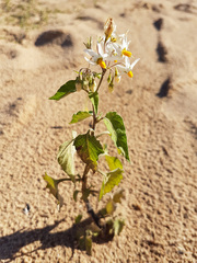 Solanum pilcomayense