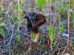 Helvella monachella